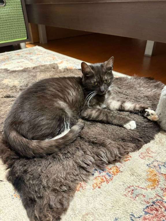 Кошки в Москве: Ласковая и спокойная кошечка Ласка в добрые руки Девочка, 1 руб. - фото 8