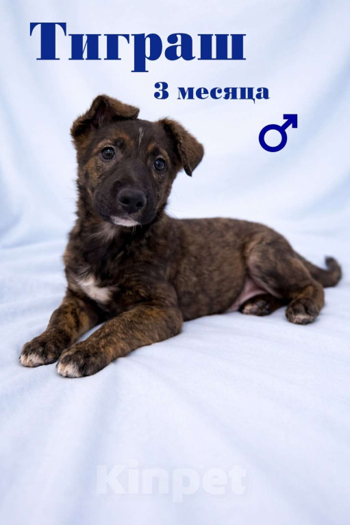 Собаки в Москве: Тиграш щенок мальчик в поисках дома Мальчик, Бесплатно - фото 6