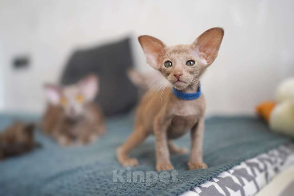 Кошки в Ростове-на-Дону: Ориентальная девочка фавн Девочка, 60 000 руб. - фото 7