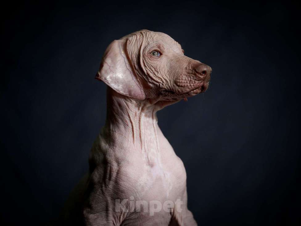 Собаки в Москве: Мальчик Ксолоитцкуинтли стандарт  Мальчик, 35 000 руб. - фото 1