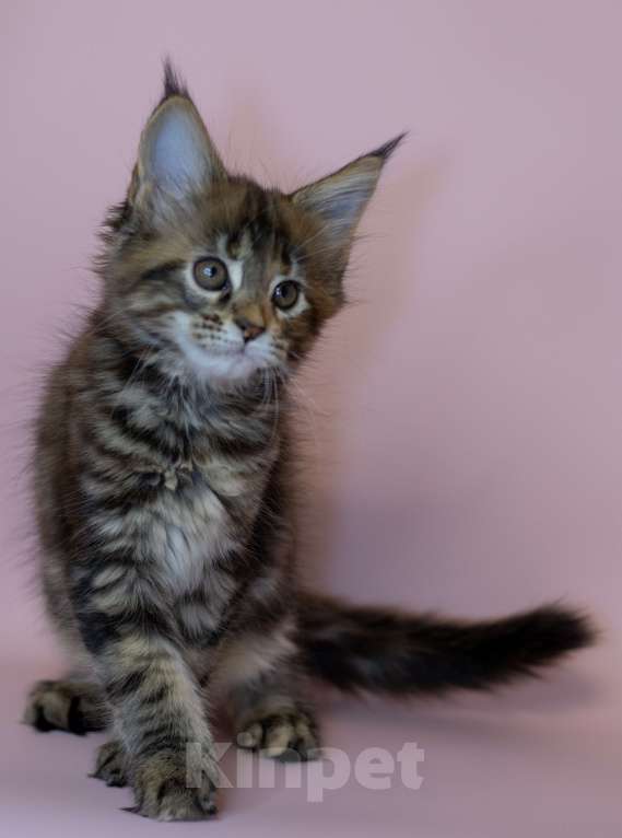 Кошки в Красноярске: Котята Мейн Кун Разнополые, 50 000 руб. - фото 8