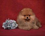 Собаки в Москве: Померанский карликовый шпиц мальчик Мальчик, 45 000 руб. - фото 6