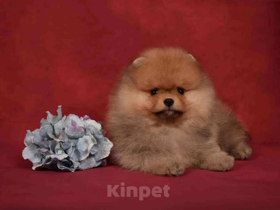 Собаки в Москве: Померанский карликовый шпиц мальчик Мальчик, 45 000 руб. - фото 6