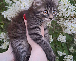 Кошки в Москве: Пушистый котёнок в добрые руки Девочка, Бесплатно - фото 6