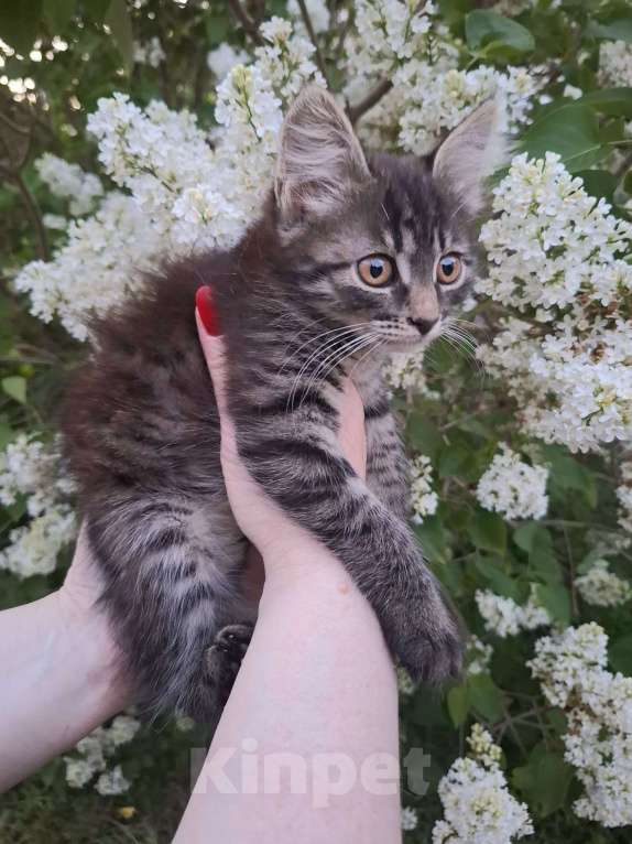 Кошки в Москве: Пушистый котёнок в добрые руки Девочка, Бесплатно - фото 6