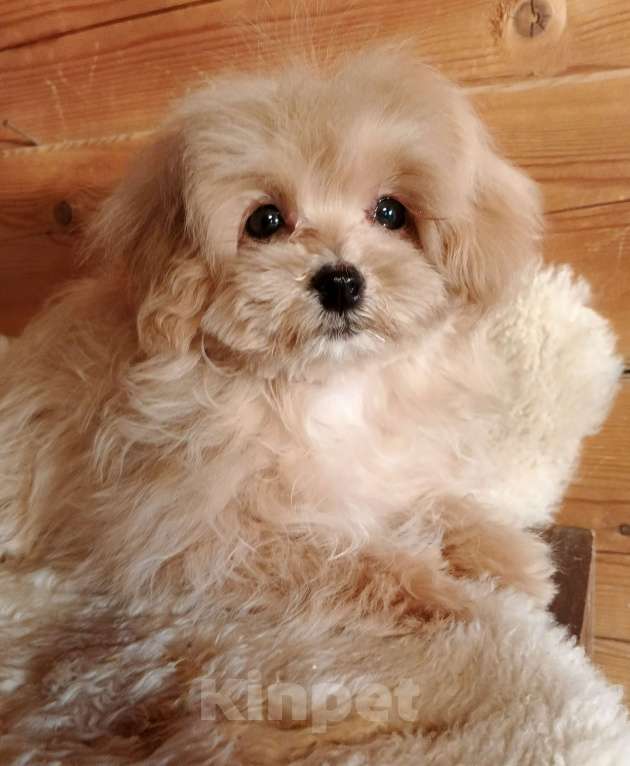 Собаки в Москве: Мальтипу чудесная девочка Девочка, 100 000 руб. - фото 6