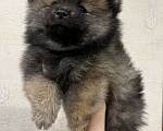 Собаки в Балашихе: Померанский шпиц мальчик Мальчик, 35 000 руб. - фото 1