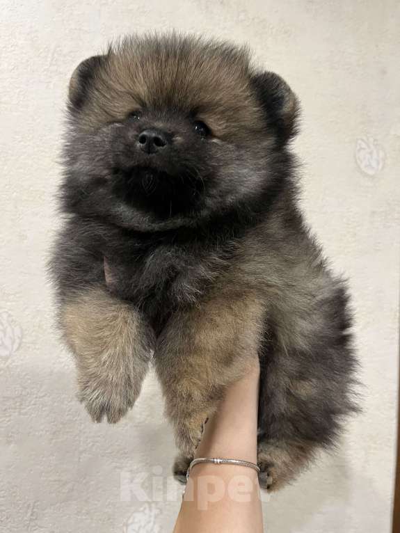Собаки в Балашихе: Померанский шпиц мальчик Мальчик, 35 000 руб. - фото 1