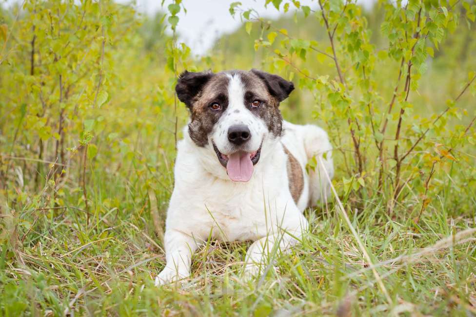 Собаки в Москве: Супер-ласковый парень в добрые руки! Мальчик, Бесплатно - фото 2