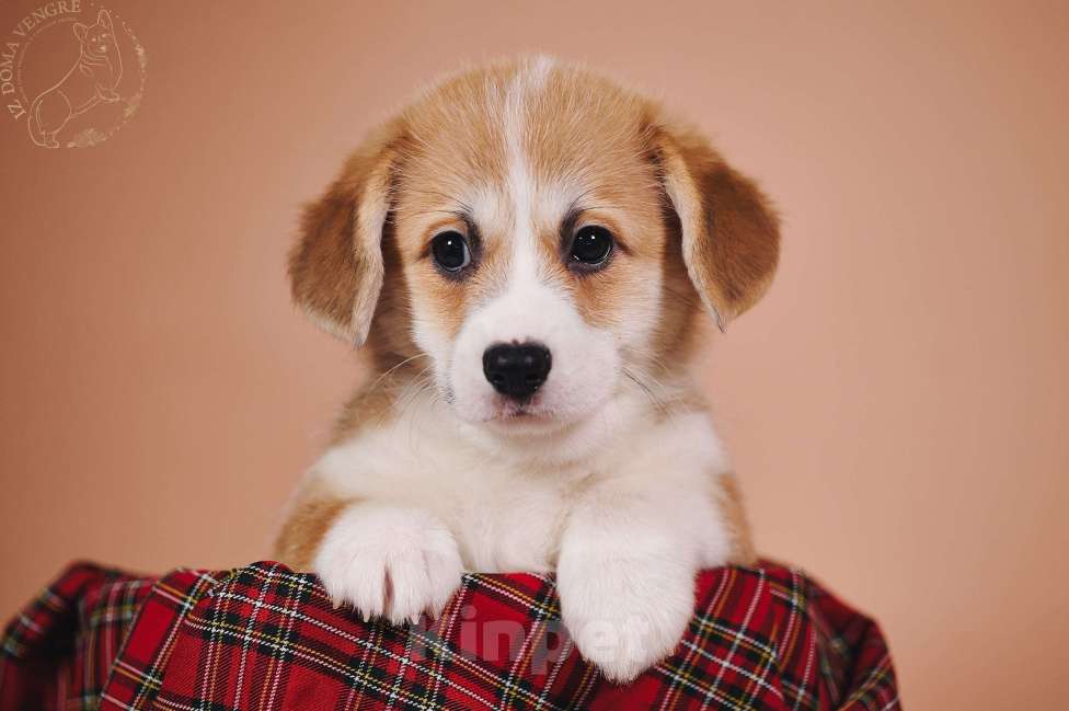 Собаки в Москве: Вельш корги пемброк единственная в своем роде по происхождению . Девочка, Бесплатно - фото 3