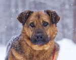 Собаки в Люберцах: Самый добрый и спокойный Бой в поисках самого теплого дома Мальчик, 10 руб. - фото 1