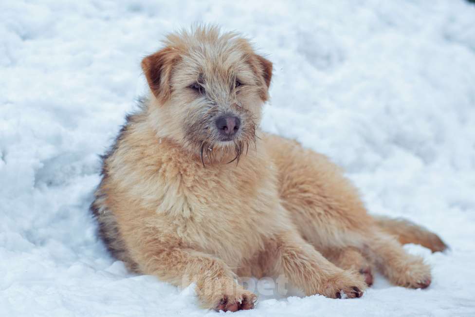 Собаки в Москве: щенок Флинт ищет семью Девочка, Бесплатно - фото 4