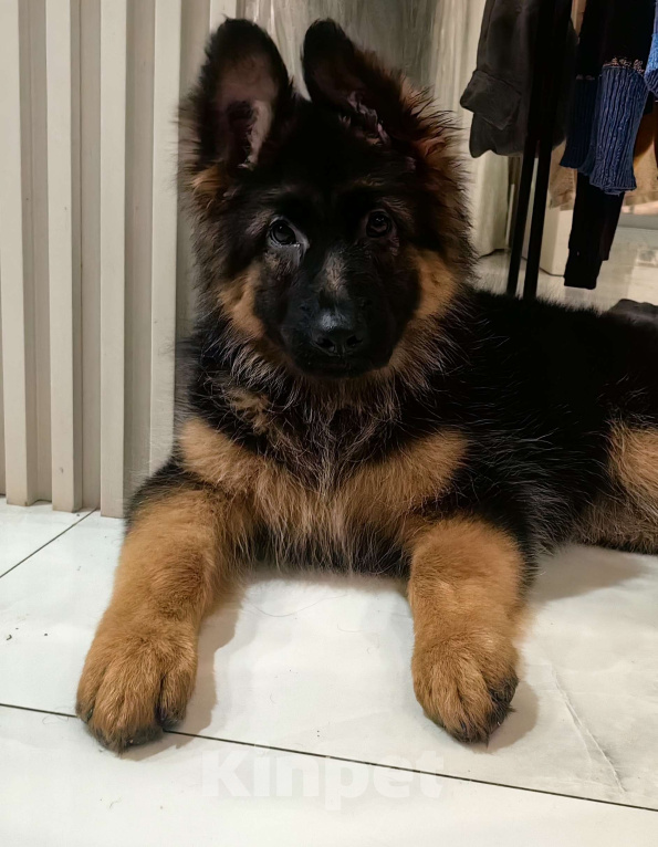 Собаки в Москве: Элитные щенки немецкой овчарки длиношерстные Девочка, 50 000 руб. - фото 2