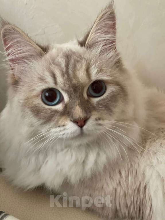 Кошки в Уфе: Продам кошку Девочка, 50 000 руб. - фото 3