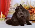Кошки в Мурином: Британская кошечка окраса шоколад Девочка, 35 000 руб. - фото 7
