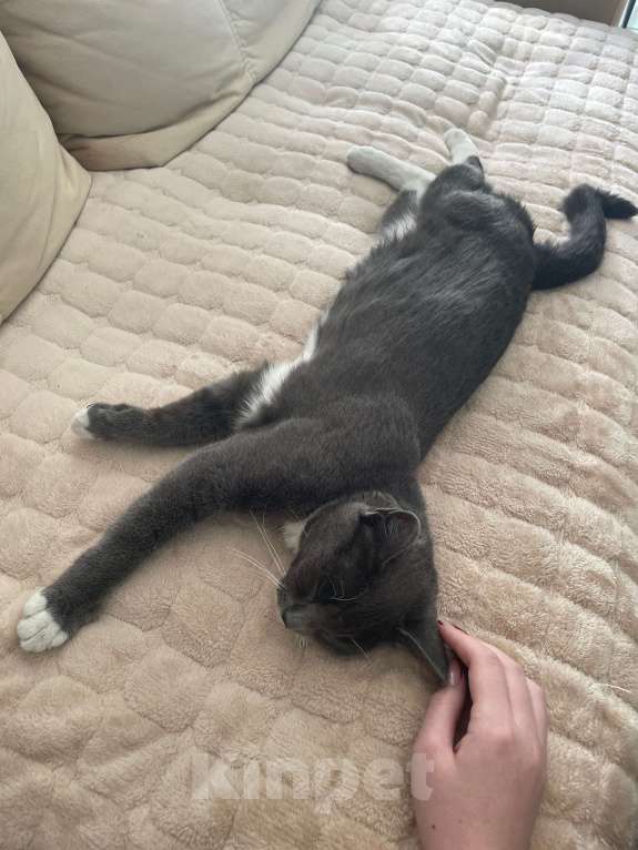 Кошки в других городах Ленинградской области: Кошечка Мао Девочка, Бесплатно - фото 4