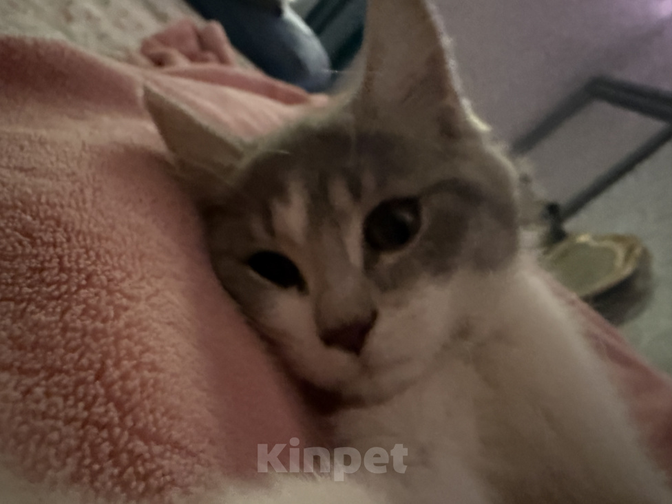Кошки в других городах Дагестана: Отдам котенка в добрые руки 🙏❤️ Девочка, Бесплатно - фото 3