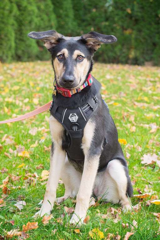 Собаки в Москве: Неужели я никому не нужна? Девочка, Бесплатно - фото 2