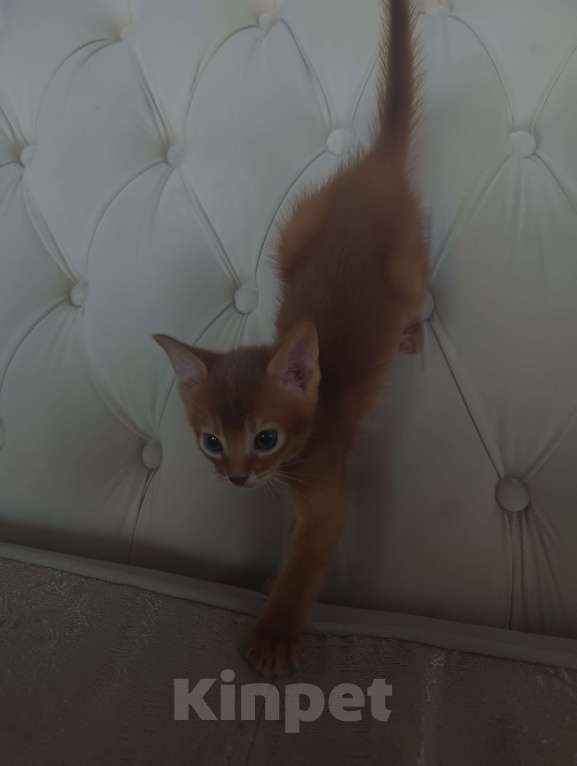 Кошки в Ростове-на-Дону: Абиссинский котёнок мальчик, окрас соррель Мальчик, 17 000 руб. - фото 2