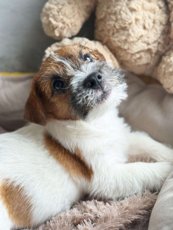 Собаки в Санкт-Петербурге: Кобель Джек Рассел терьера  Мальчик, 80 000 руб. - фото 7