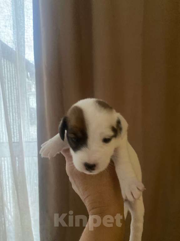 Собаки в Геленджике: Щенки Мальчик, 30 000 руб. - фото 4