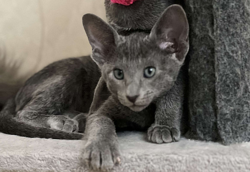 Ориентальная малышка Бриджит Bridget