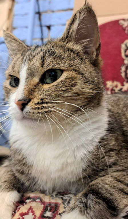 Кошки в Москве: Ласковая Люся ищет дом Девочка, Бесплатно - фото 8