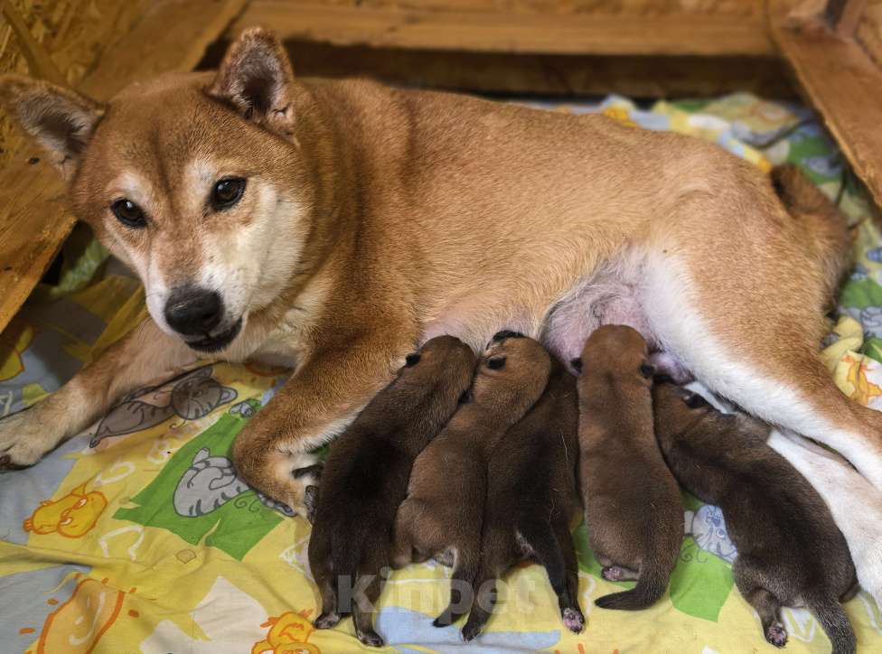 Собаки в Москве: Сиба ину щенки на июнь Девочка, 60 000 руб. - фото 2