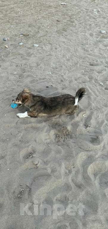 Собаки в Махачкале: Пропала собака. В махачкале . 10т000. Девочка, 10 000 руб. - фото 7