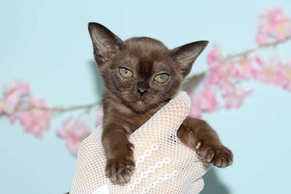 Кошки в Москве: Бурма - котята из питомника Разнополые, 90 000 руб. - фото 4