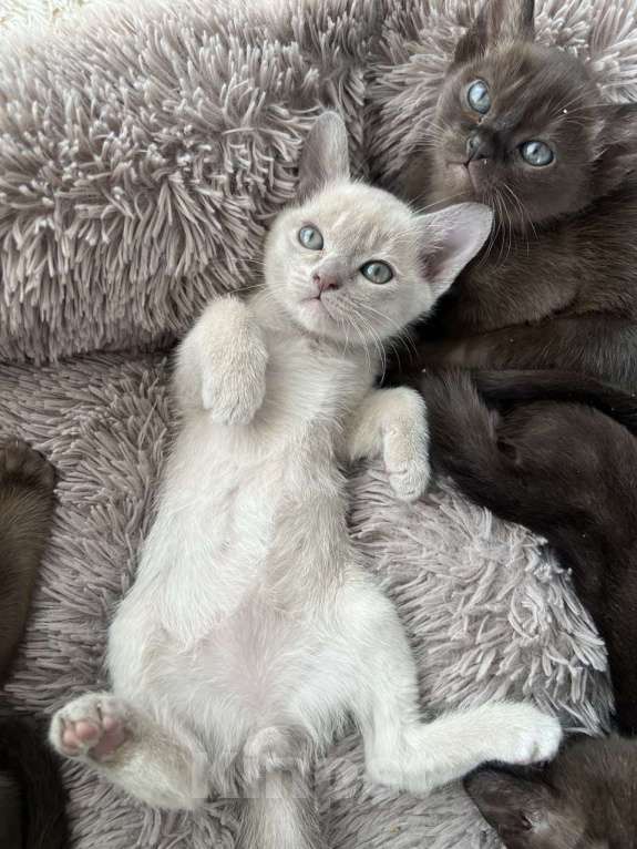 Кошки в Санкт-Петербурге: Котята европейской бурмы Разнополые, Бесплатно - фото 1