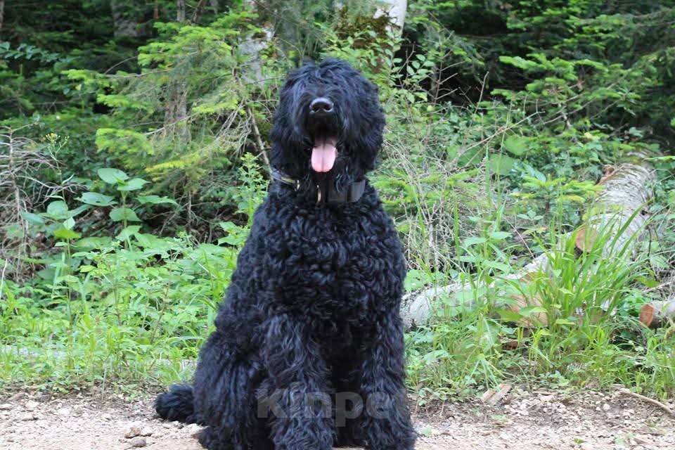 Собаки в Апшеронске: Русский Черный Терьер Вязка  Мальчик, Бесплатно - фото 2