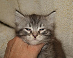 Кошки в Калининграде: Серебристые пупсы Мальчик, 30 000 руб. - фото 5