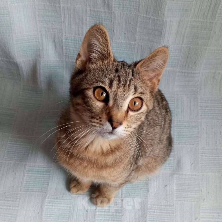 Кошки в Санкт-Петербурге: Котëнок Леоша в добрые руки Мальчик, Бесплатно - фото 2