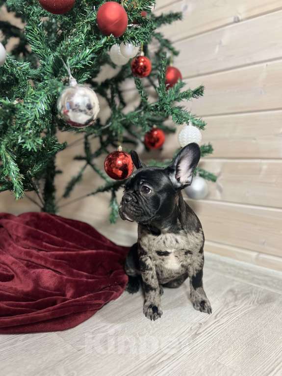 Собаки в других городах Московской области: Французский бульдог Мерле Мальчик, 50 000 руб. - фото 2