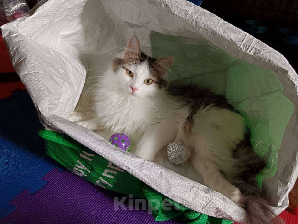 Кошки в Москве: Котенок Эли ищет дом Девочка, Бесплатно - фото 2