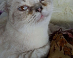 Кошки в Арзамасе: Голубоглазый кот, 4 руб. - фото 4