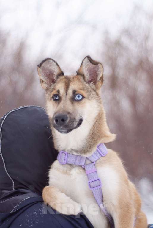 Собаки в Москве: Общительная весёлая Вьюга в поисках дома Девочка, Бесплатно - фото 4