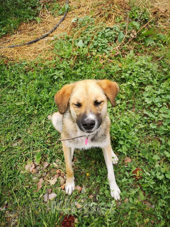 Собаки в Москве: Ультра - молодая, добрая, ласковая девочка, которая ищет свою любящую семью! Девочка, Бесплатно - фото 5