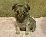 Собаки в Санкт-Петербурге: Очаровательная девочка чихуахуа мини  Девочка, 35 000 руб. - фото 4