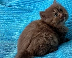 Кошки в Москве: Британская циннамоновая черепаховая кошечка Девочка, 50 000 руб. - фото 2