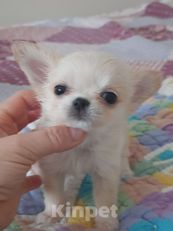 Собаки в Москве: Нежная девочка чтхуахуа Девочка, 35 000 руб. - фото 2