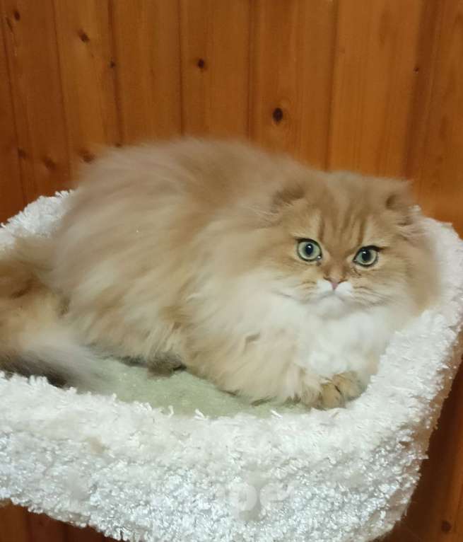 Кошки в Москве: Золотой мраморный хайленд котик Мальчик, 15 000 руб. - фото 5