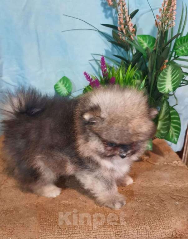 Собаки в других городах Московской области: Померанский шпиц мраморный  Мальчик, 35 000 руб. - фото 3