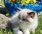 Кошки в Люберцах: Котята породы Регдолл Мальчик, 50 000 руб. - фото 4