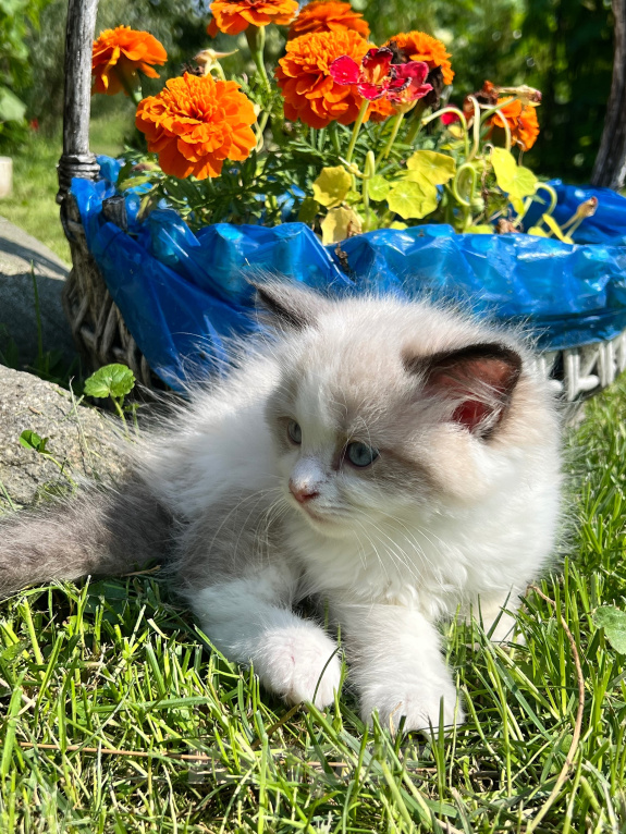 Кошки в Люберцах: Котята породы Регдолл Мальчик, 50 000 руб. - фото 4