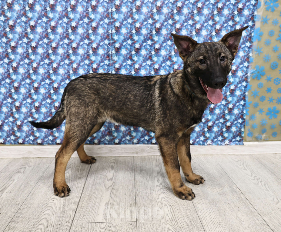 Собаки в Москве: Щенки бесплатно в Москве Девочка, Бесплатно - фото 1