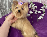 Собаки в Москве: Подрощенный мини йорк девочка голубоглазая Девочка, 100 000 руб. - фото 6
