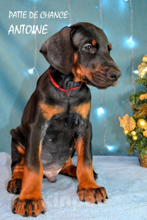 Собаки в Санкт-Петербурге: Щенок добермана Антуан Мальчик, 130 000 руб. - фото 4