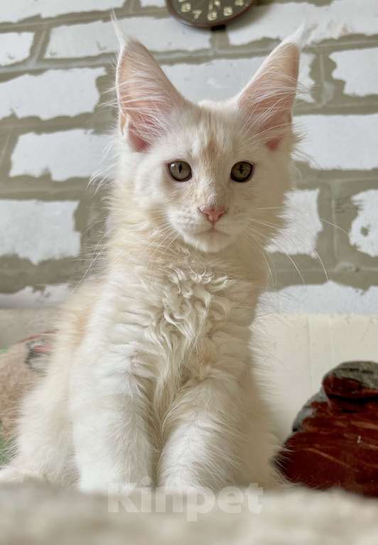 Кошки в Иркутске: Котята породы мейн-кун Мальчик, 30 000 руб. - фото 4